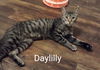 DAY LILLY