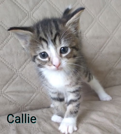 CALLIE