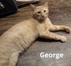 GEORGE (FIV+)