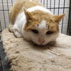 MICK (FIV+)