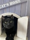 adoptable Cat in northfield, OH named SPAGHETTI