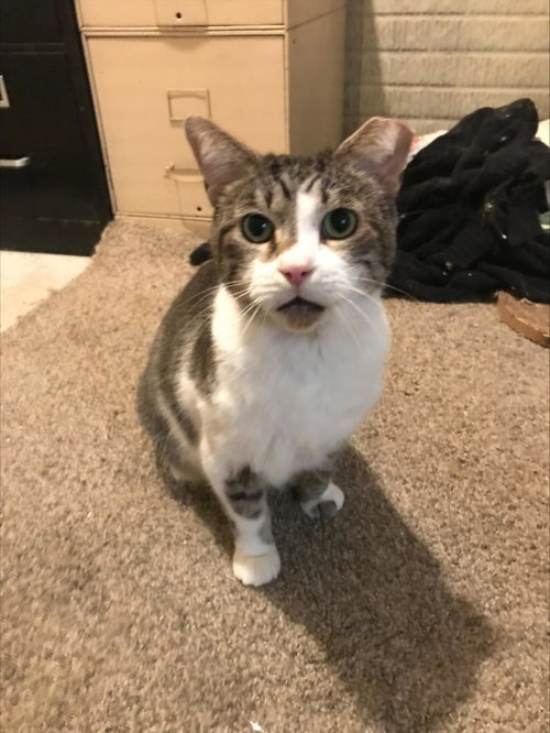 GREYSON - Domestic Short Hair available for adoption