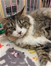 adoptable Cat in northfield, OH named PUFF