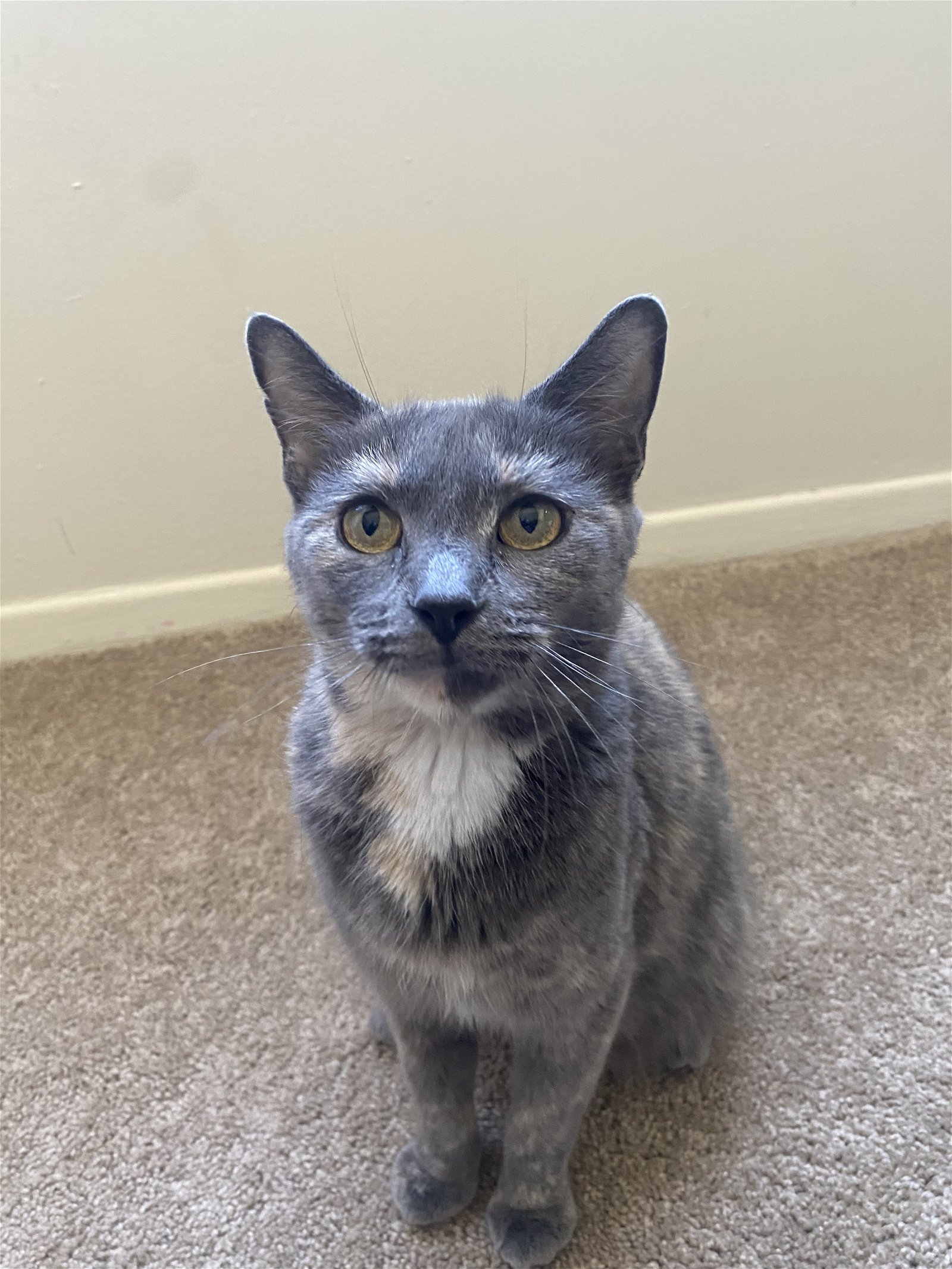 adoptable Cat in Northfield, OH named MIRABEL