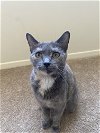 adoptable Cat in northfield, OH named MIRABEL