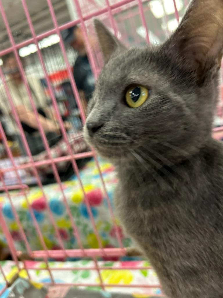 adoptable Cat in Northfield, OH named SHOOTER