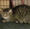 adoptable Cat in northfield, OH named CARLY
