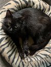 adoptable Cat in northfield, OH named DADDY SPOT