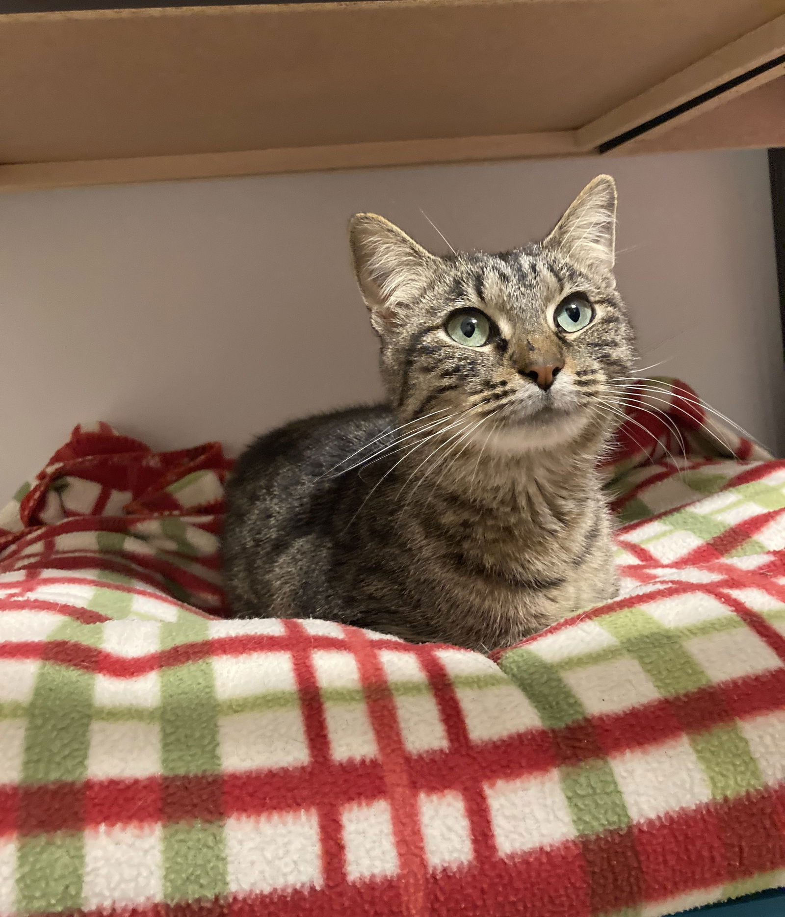 adoptable Cat in Northfield, OH named BABY