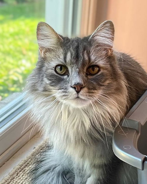 BITSY (Bonded with Itsy)