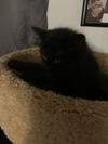 EBONY