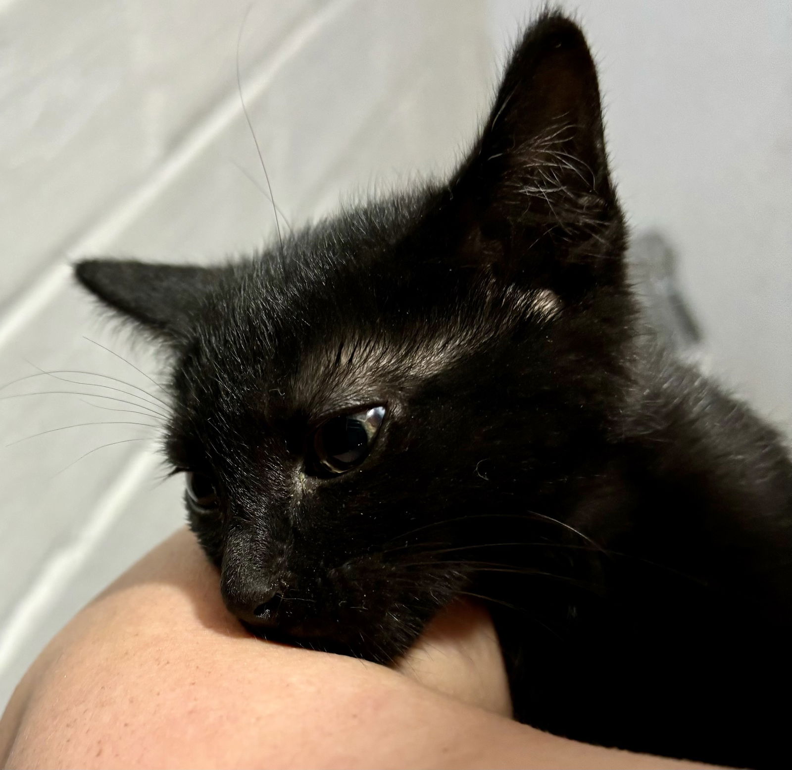 adoptable Cat in Northfield, OH named CUSTARD