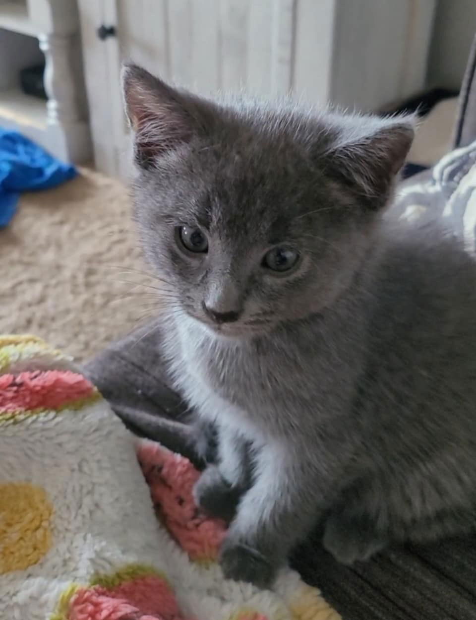 adoptable Cat in Northfield, OH named ROCKET