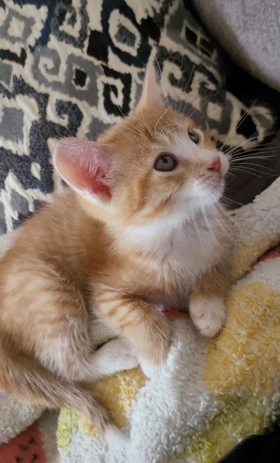 adoptable Cat in Northfield, OH named HAWKEYE