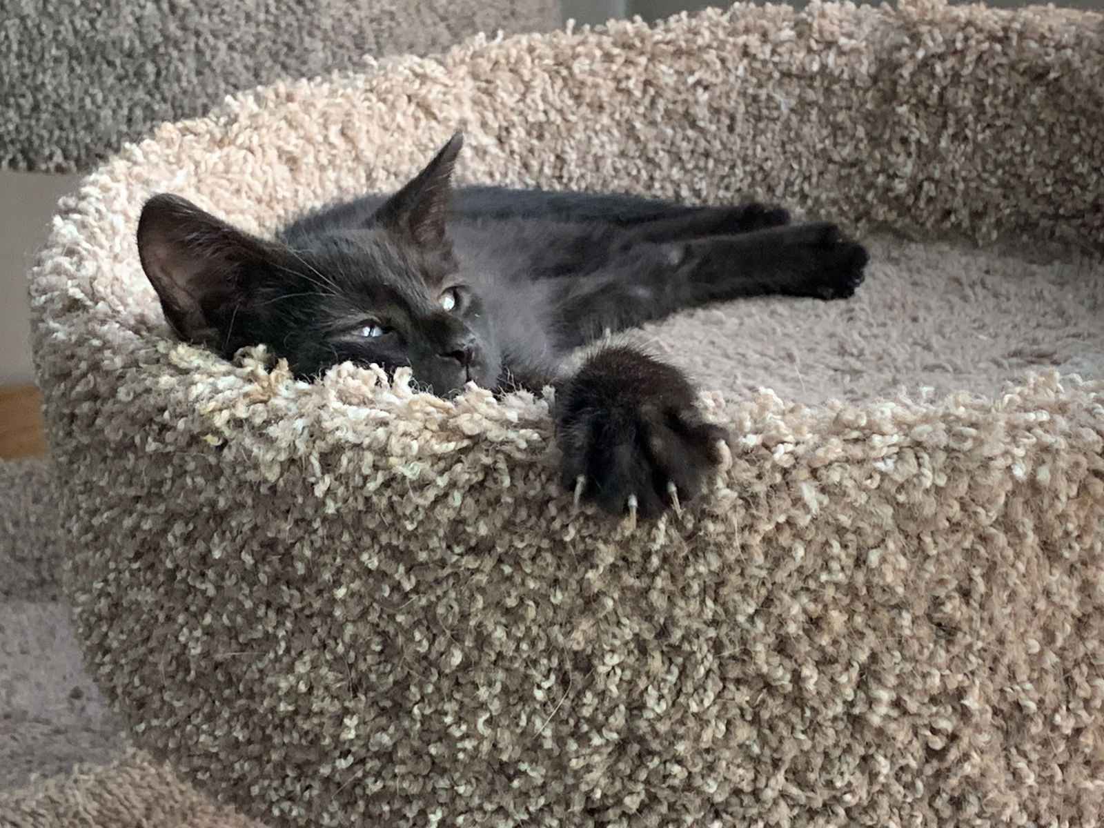 adoptable Cat in Northfield, OH named DOMINO