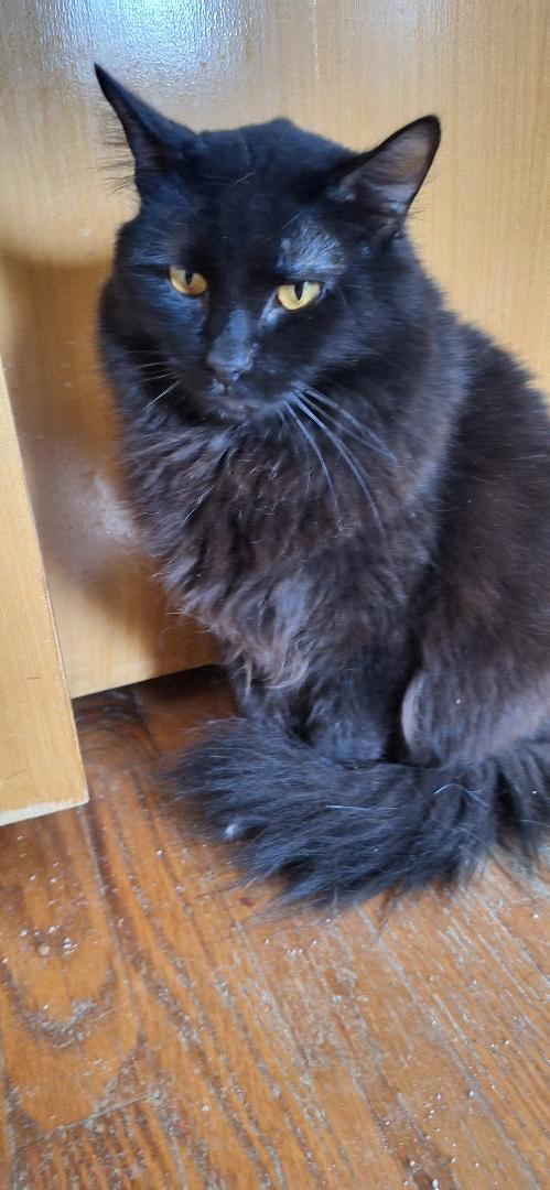 SNICKERS, photo 2