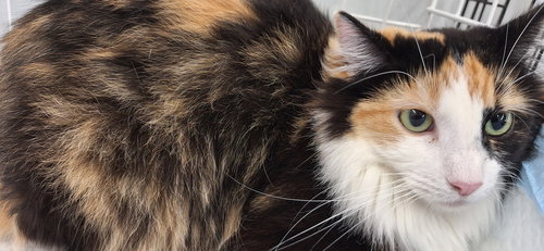 AJA - Domestic Medium Hair available for adoption