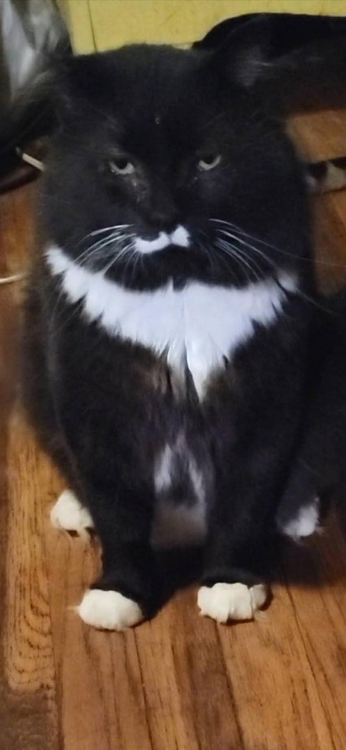 PUDDING - Domestic Long Hair available for adoption