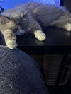 PIXIE