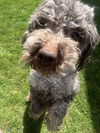 HERSHEY