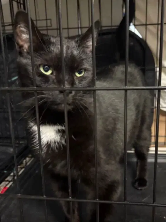 Janie Front Declaw - Domestic Short Hair