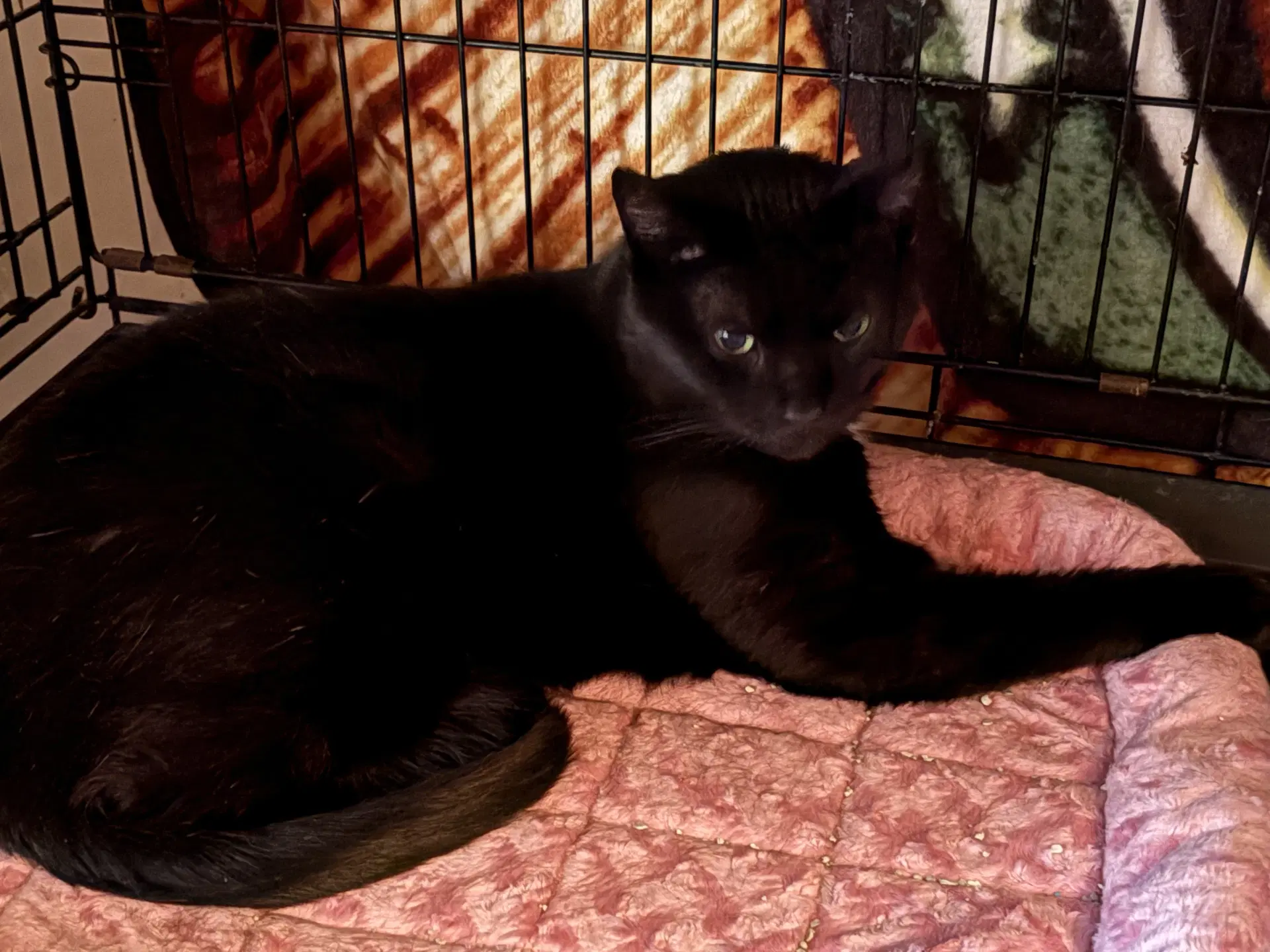Janie Front Declaw image 2