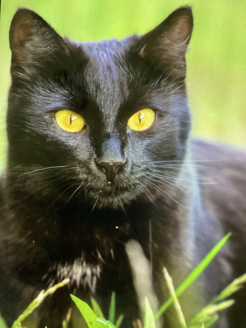 MICROWAVE, Baby Domestic Short Hair / Mixed (short coat), cat for adoption in Warren, Ohio