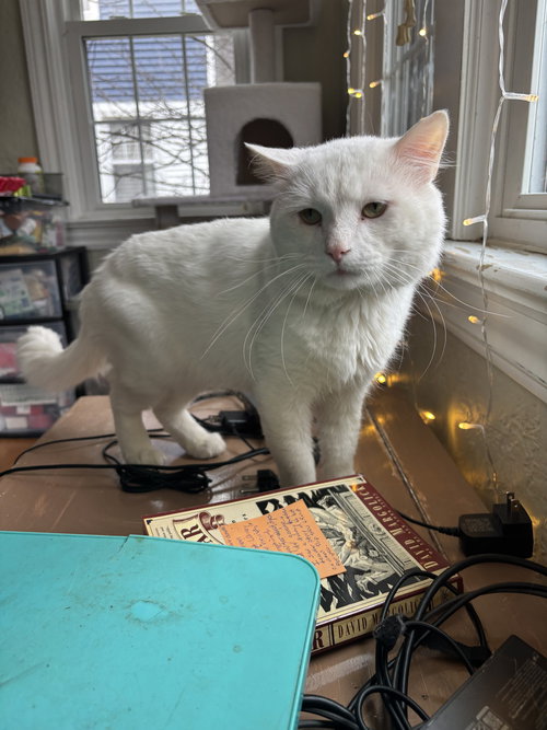 NICOLAI - Domestic Short Hair available for adoption