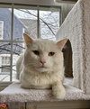 NICOLAI - Photo 2