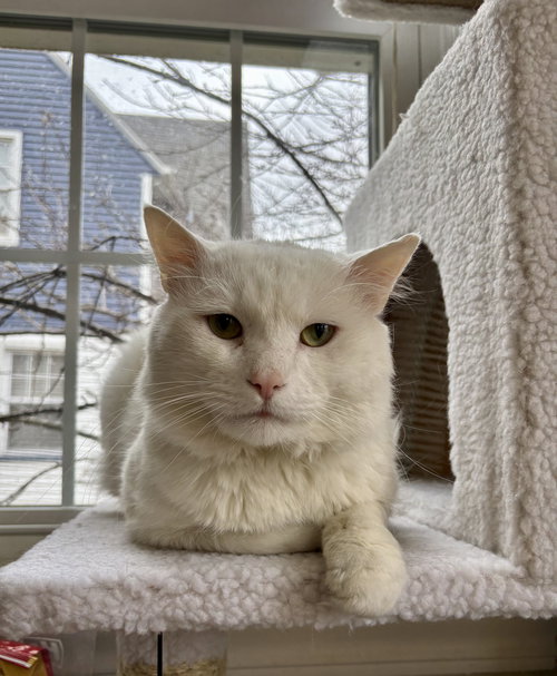 NICOLAI - Domestic Short Hair available for adoption