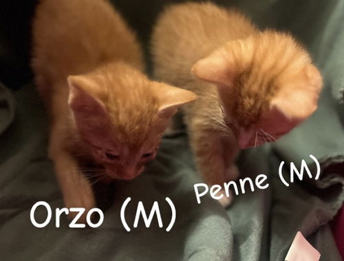 picture of the cat needing adoption