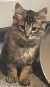 KITKAT