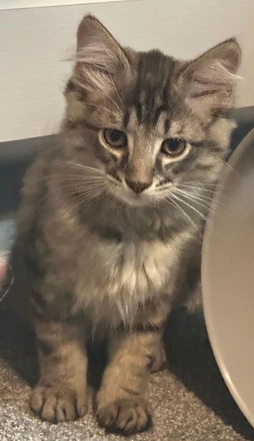 KITKAT