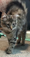 KITKAT
