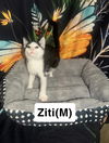 adoptable Cat in northfield, OH named ZITI