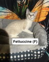 adoptable Cat in  named FETTUCCINE