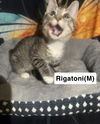 adoptable Cat in  named RIGATONI