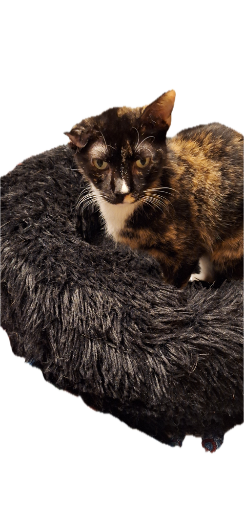 MARIGOLD - Domestic Short Hair available for adoption