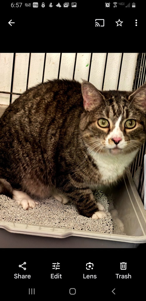 SWEETIE - Domestic Short Hair available for adoption