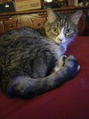SWEETIE - Photo 2