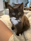 adoptable Cat in  named LADY LIBERTY