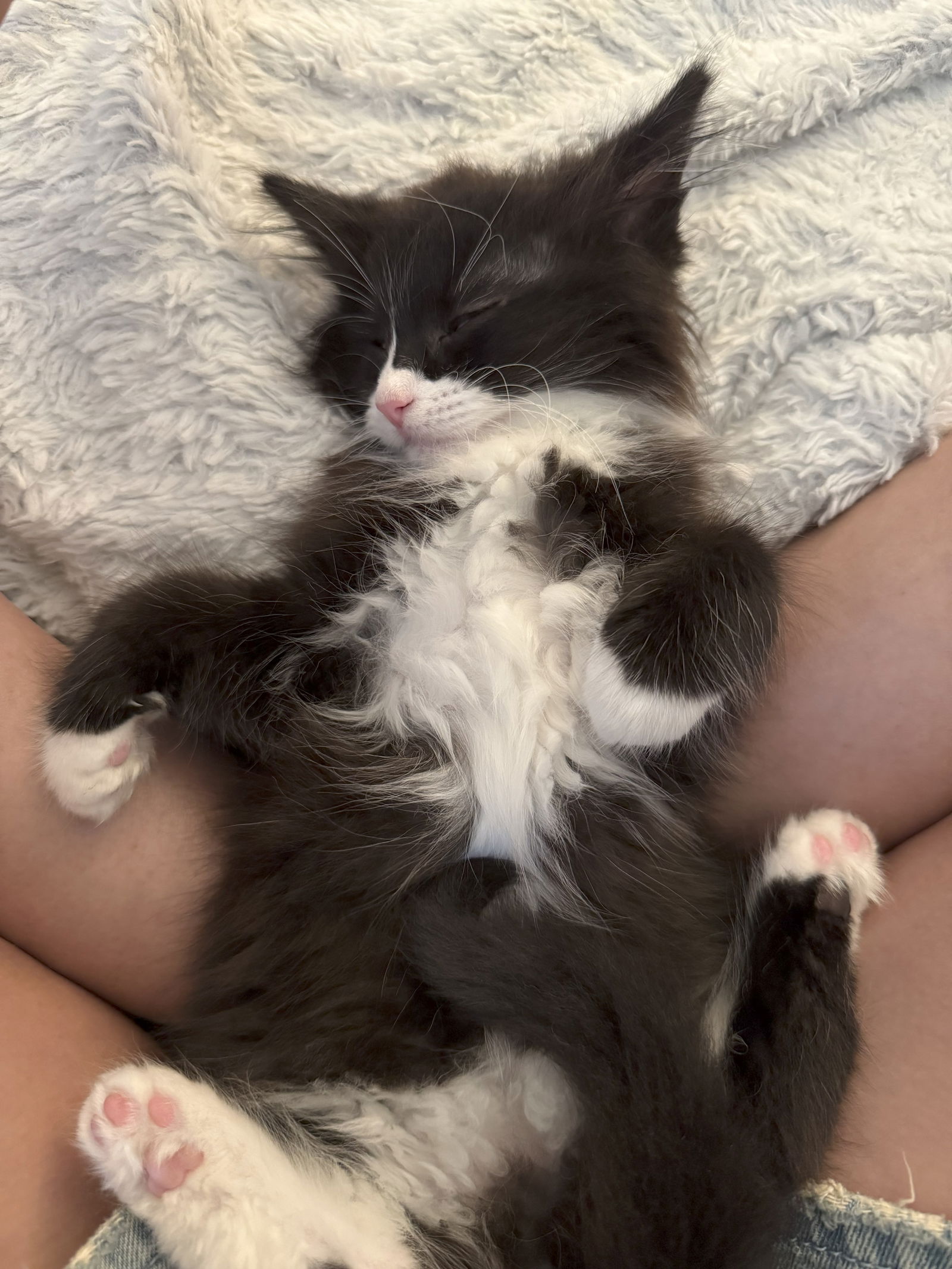 adoptable Cat in Northfield, OH named YANKEE DOODLE