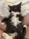 adoptable Cat in  named YANKEE DOODLE