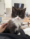 adoptable Cat in  named BETSY ROSS