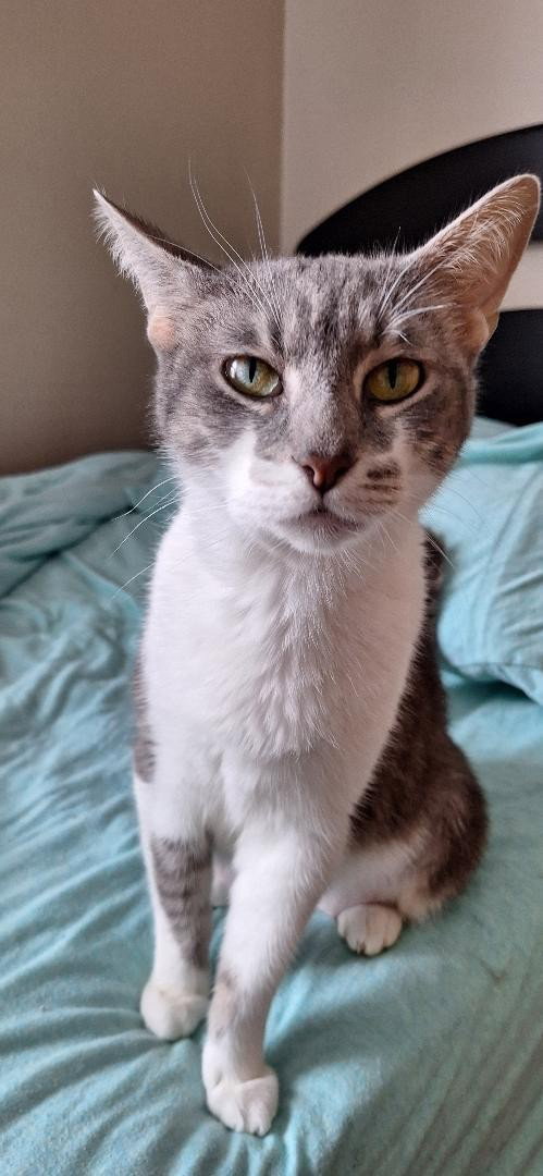 WHITNEY - Domestic Short Hair available for adoption