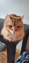 LEO