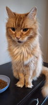 LEO