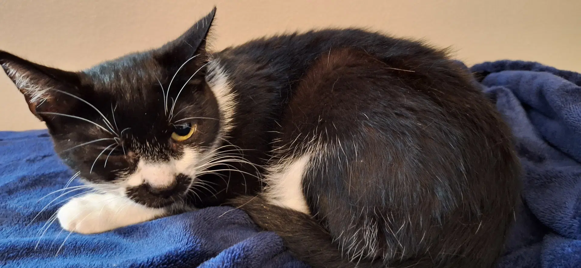 Alex - Domestic Short Hair