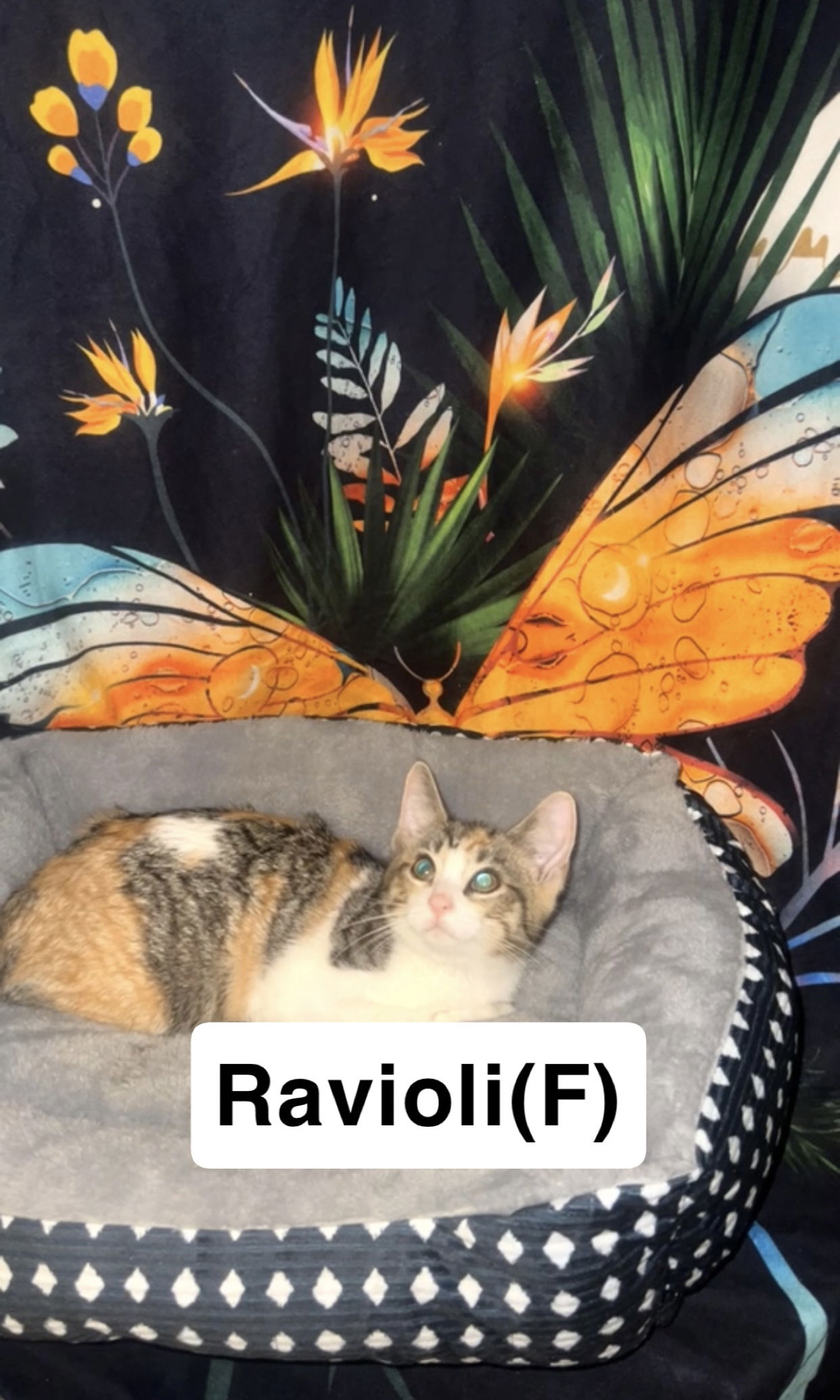 adoptable Cat in Northfield, OH named RAVIOLI