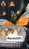 adoptable Cat in northfield, OH named RAVIOLI